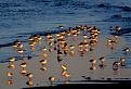 Click image for larger version

Name:	seaguls at the beach.jpg
Views:	164
Size:	47.5 KB
ID:	9131347