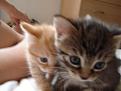 Click image for larger version

Name:	jack et sofia.jpg
Views:	239
Size:	53.5 KB
ID:	9131808