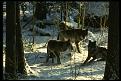 Click image for larger version

Name:	wolves of the horde.jpg
Views:	151
Size:	123.8 KB
ID:	9132130