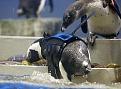 Click image for larger version

Name:	penguinwetsuit.jpg
Views:	178
Size:	11.5 KB
ID:	9133881