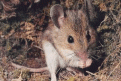 Click image for larger version

Name:	feldmaus.gif
Views:	204
Size:	61.7 KB
ID:	9134965