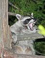 Click image for larger version

Name:	raccoon.jpg
Views:	220
Size:	25.3 KB
ID:	9135046