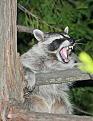 Click image for larger version

Name:	raccoon.jpg
Views:	206
Size:	25.3 KB
ID:	9135046