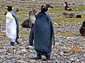 Click image for larger version

Name:	all-black-penguin.jpg
Views:	134
Size:	66.9 KB
ID:	9135144