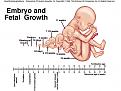 Click image for larger version

Name:	Embryo_and_Fetal_Growth.jpg
Views:	10847
Size:	87.6 KB
ID:	9136127